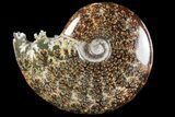 Polished, Agatized Ammonite (Cleoniceras) - Madagascar #97374-1